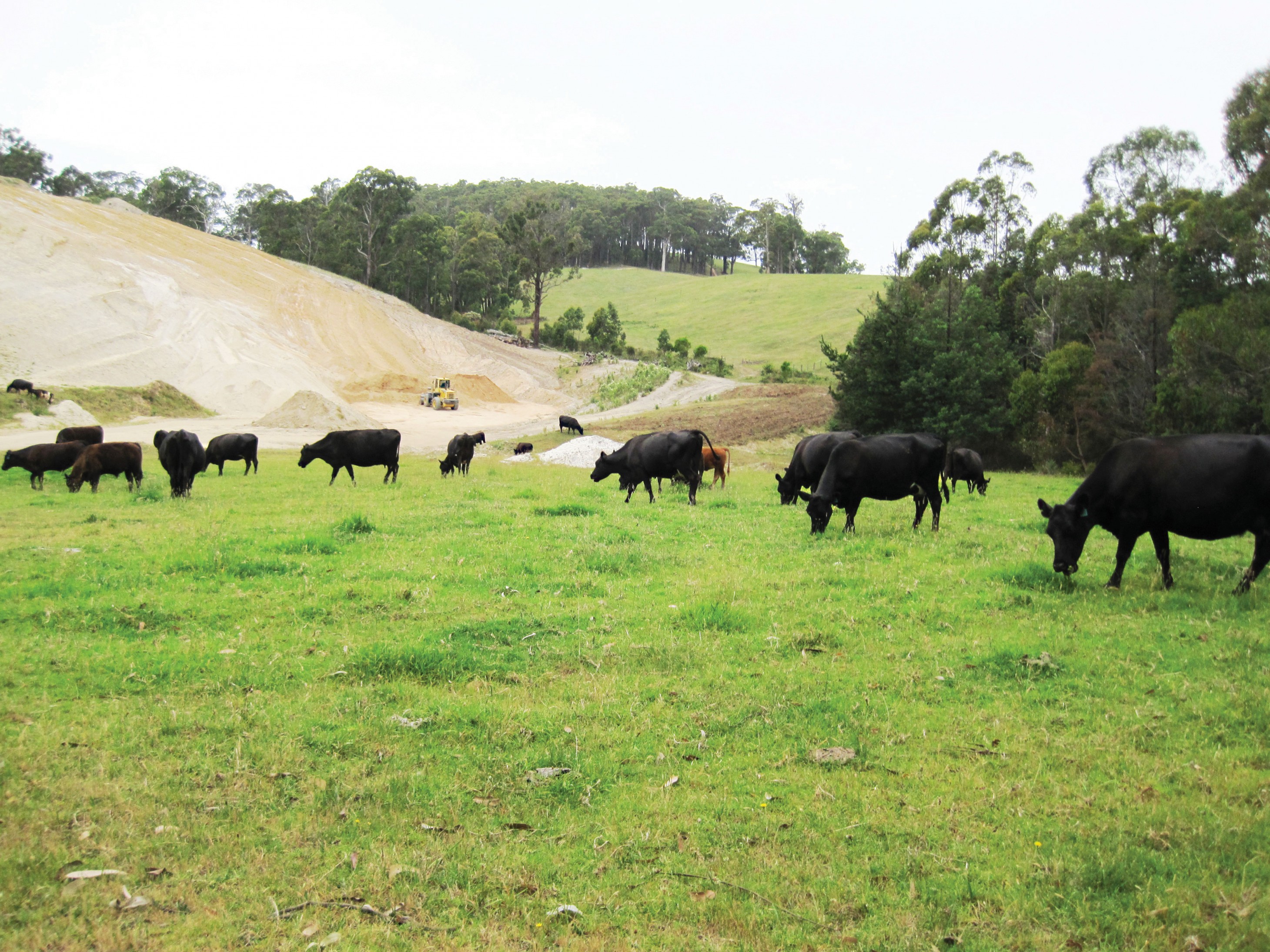 Photo of cows grazing at Prosper Valley